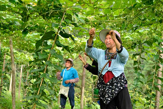 富禄乡种植罗汉果产业助振兴